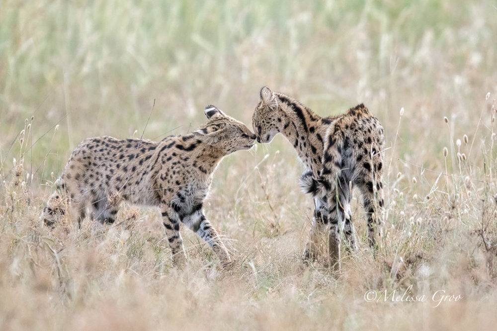 Serval cats in Tanzania. (Photo by Melissa Groo)
