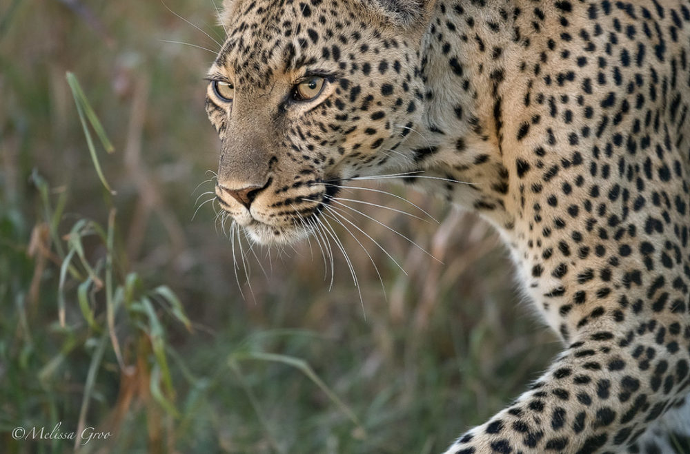 Leopard in Serengeti, Tanzania. (Photo by Melissa Groo)