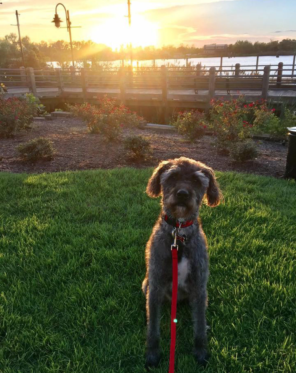 Melissa Martin's dog Harpo. (Courtesy of Melissa Martin)