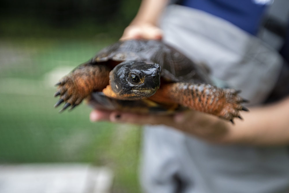 A wood turtle. (Jesse Costa)
