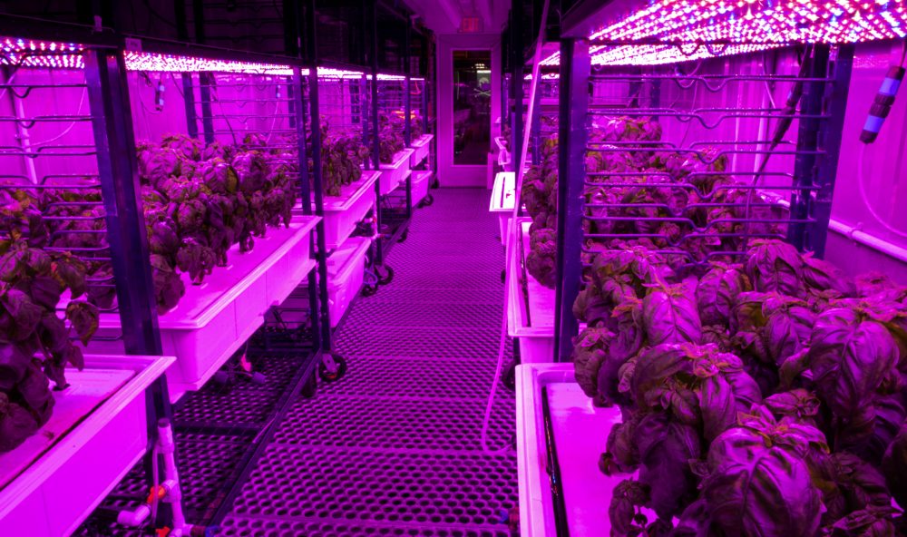 Basil plants grow in one of the OpenAg team’s shipping containers, in this February 2019 photo. (Robin Lubbock/WBUR)