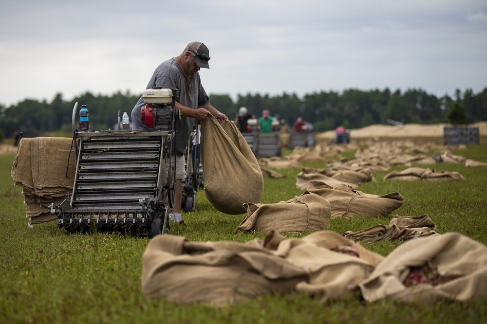 A worker for Decas Cranberry Products, Inc. unloads a bag full of freshly picked cranberries from a dry harvesting machine. (Jesse Costa/WBUR)