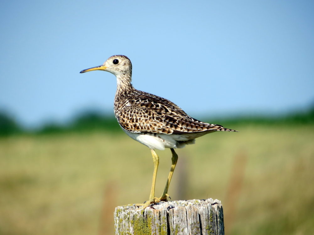 An upland sandpiper, one of the species of shorebirds whose population has declined significantly. (Nick Varvel/flickr)