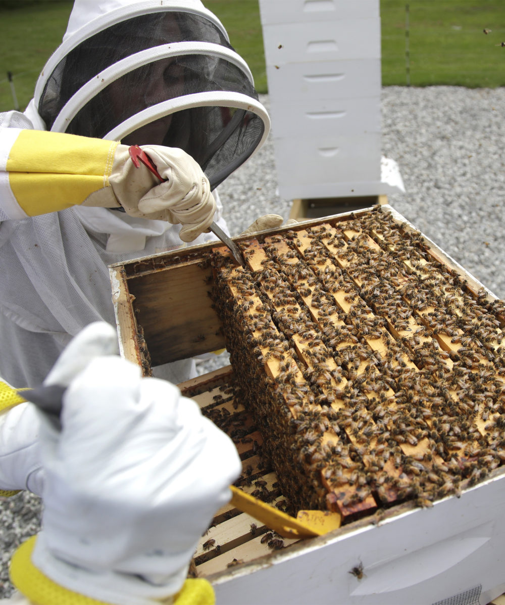 Zimmermann uses a tool to slide up a frame of bees to check them for disease and food supply at the Veterans Affairs' beehive in Manchester, N.H. (Elise Amendola/AP)