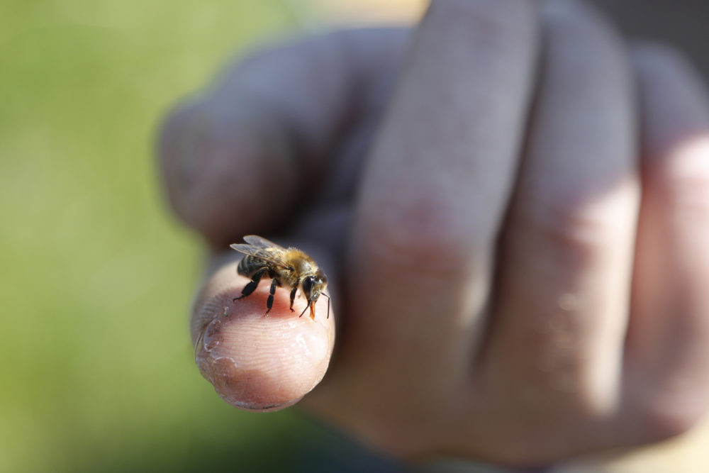 Adam Ingrao, an agricultural entomologist and military veteran who runs the Heroes to Hives program, holds a bee at the Henry Ford farm in Superior Township, Mich. (Carlos Osorio/AP)