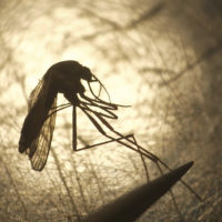 State and federal health officials are reporting a higher than usual number of deaths and illnesses from the mosquito-borne virus Eastern Equine Encephalitis. (Rick Bowmer/AP)