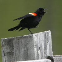 A red-winged blackbird sings while on a fence post on Wednesday, May 22, 2013 in Brookfield, Vt. (Toby Talbot/AP)