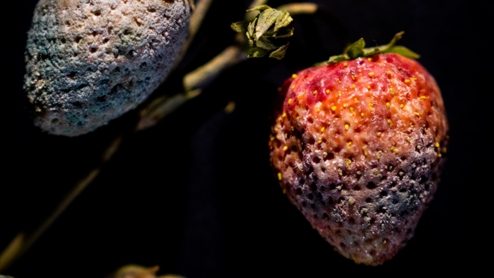 Rudolf Blaschka's botanical glass replicas highlight fruit in various states of decay (Courtesy Jennifer Berglund)
