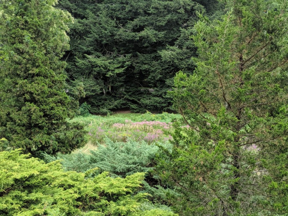 Forest bathing in the Arnold Arboretum. Studies have shown that forest bathing can provide tangible health benefits, including lowered blood pressure, reduced stress, and a boosted immune system. (Chris Citorik / WBUR)