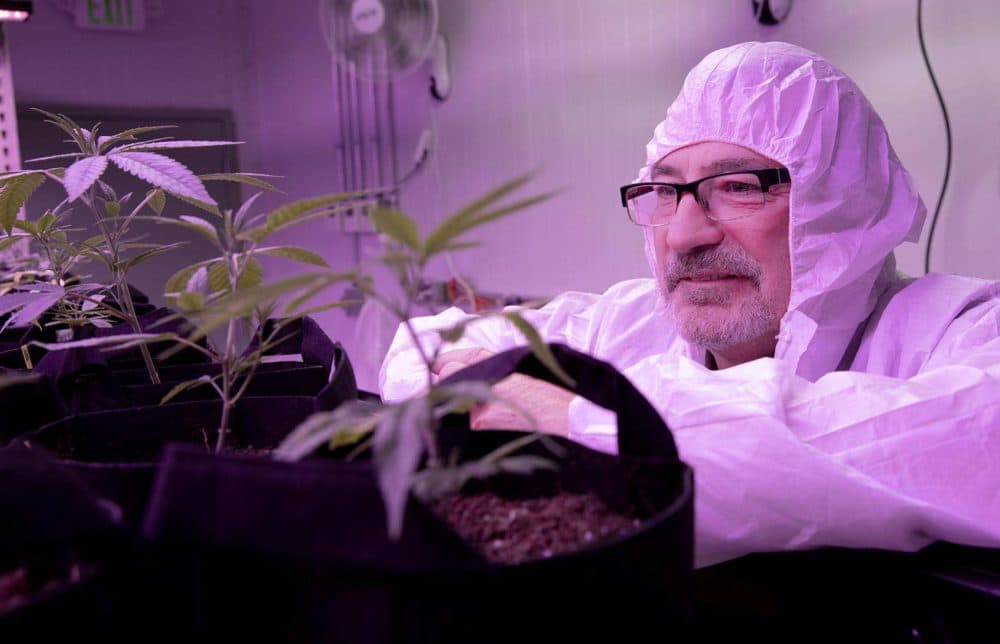 Fred Gibson looks over a row of marijuana plants at Gibby's Garden. (Robin Lubbock/WBUR)