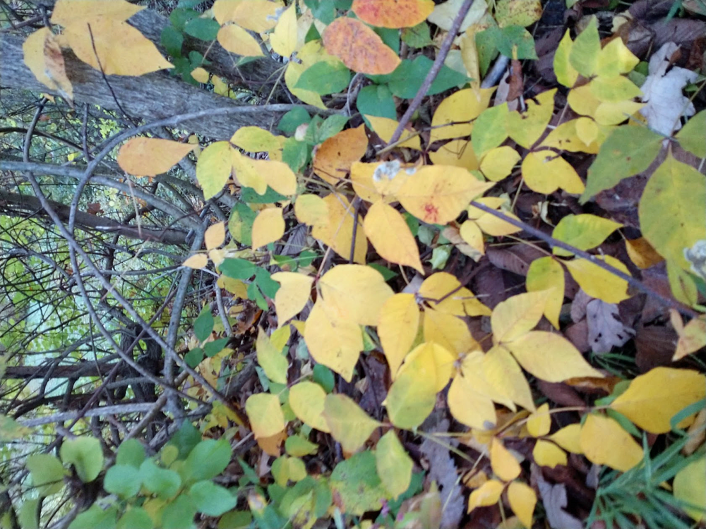 changing-leaves-apple-picking-and-poison-ivy-don-t-get-fooled-by