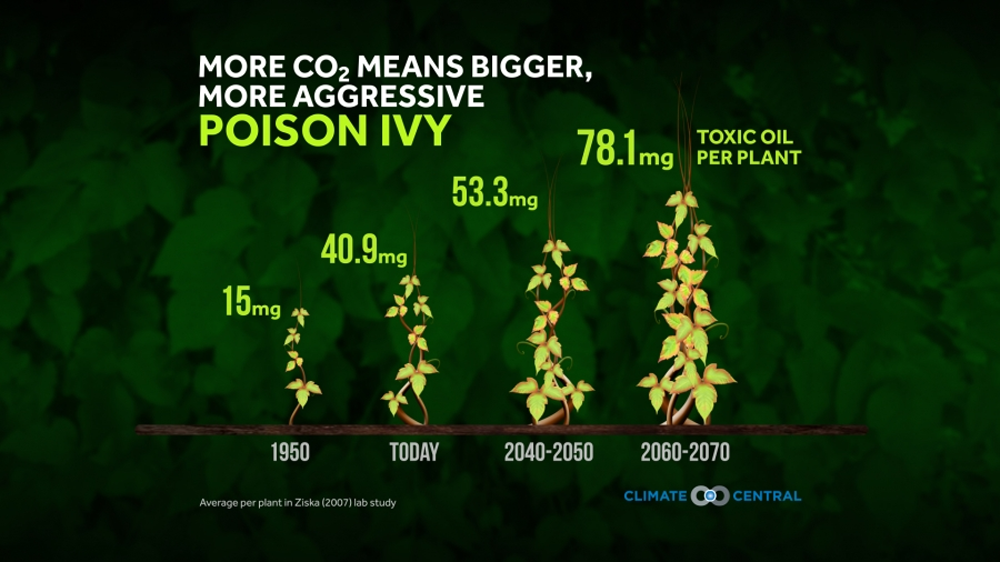 Carbon dioxide acts as plant food, which can grow bigger poison ivy with more toxins. (Courtesy Climate Central)
