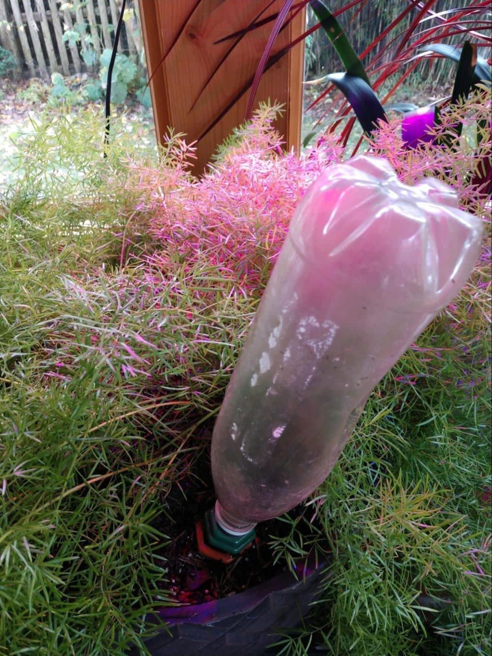 There are commercial products available to help regulate water in plants. (Dave Epstein/WBUR)