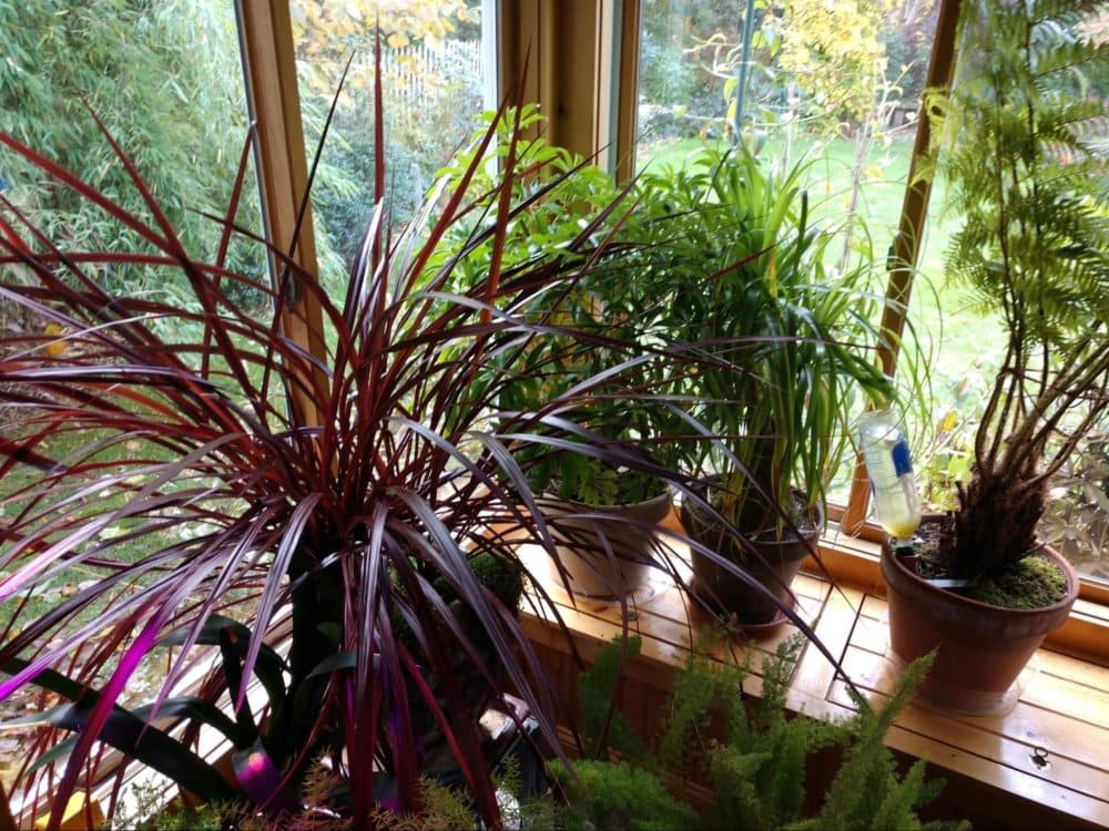 A sunny winter will help plants thrive through the darker days of fall and winter. (Dave Epstein/WBUR)
