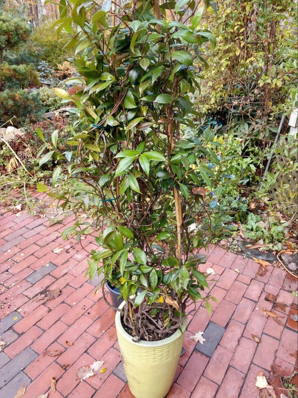 Non-hardy plants will die if left to the harsh cold of a New England winter. (Dave Epstein/WBUR)