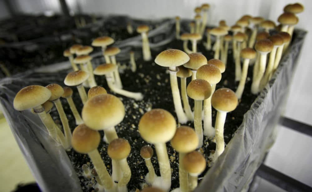Psilocybin mushrooms growing in the Netherlands.  (Peter Dejong/AP Photo)