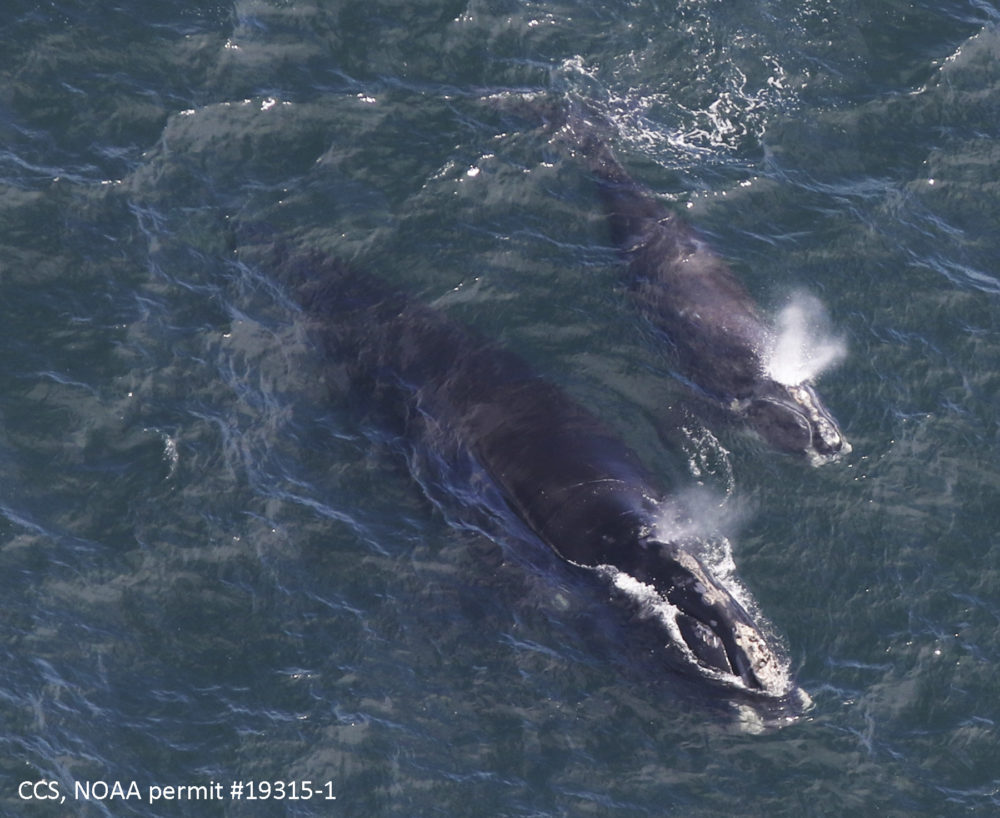 A baby right whale swims with its mother in Cape Cod Bay off Massachusetts.  (Amy James/Center for Coastal Studies/NOAA permit 19315-1 via AP)