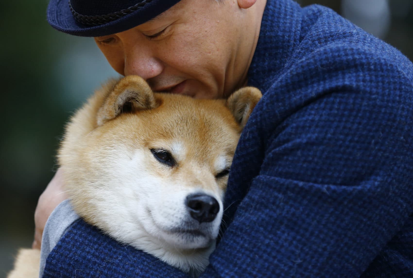Resultado de imagen de Shiba Inu and owner cuddling"