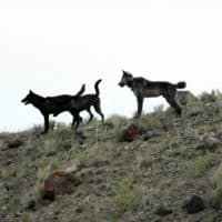 In this August 2012 file photo provided by Wolves of the Rockies a wolf pack stands on a hillside of the Lamar Canyon in Yellowstone National Park, Wyo. (Wolves of the Rockies,File/AP)