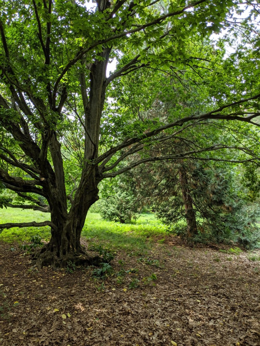 Forest bathing in the Arnold Arboretum. Forest bathing, or shinrin-yoku, was first coined in Japan in the 1980's. (Chris Citorik / WBUR)