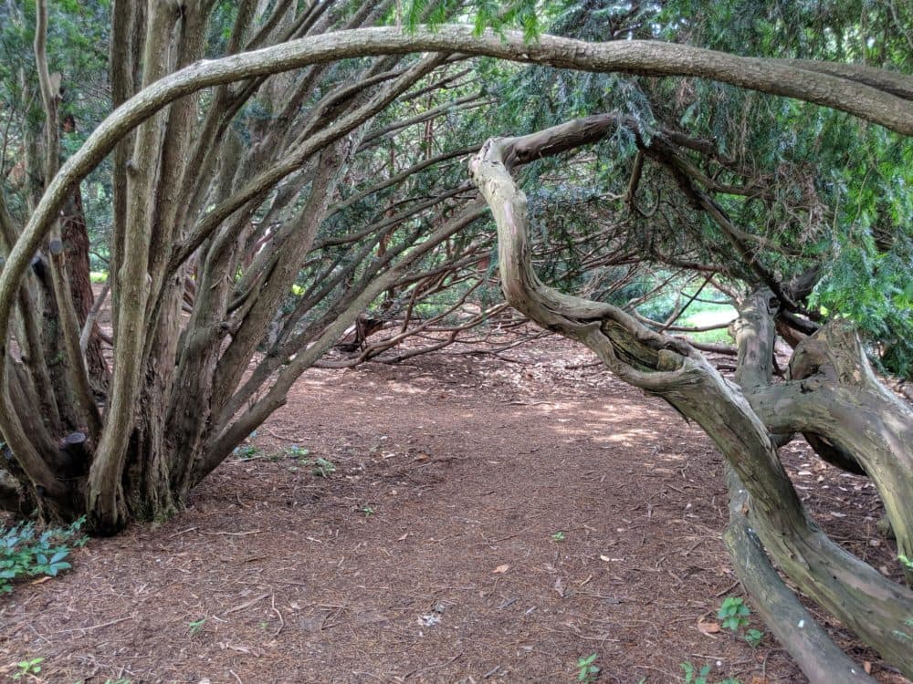 Forest bathing in the Arnold Arboretum. Tam Willey, the therapy guide, encouraged participants to wander and explore at their own pace. (Chris Citorik / WBUR)