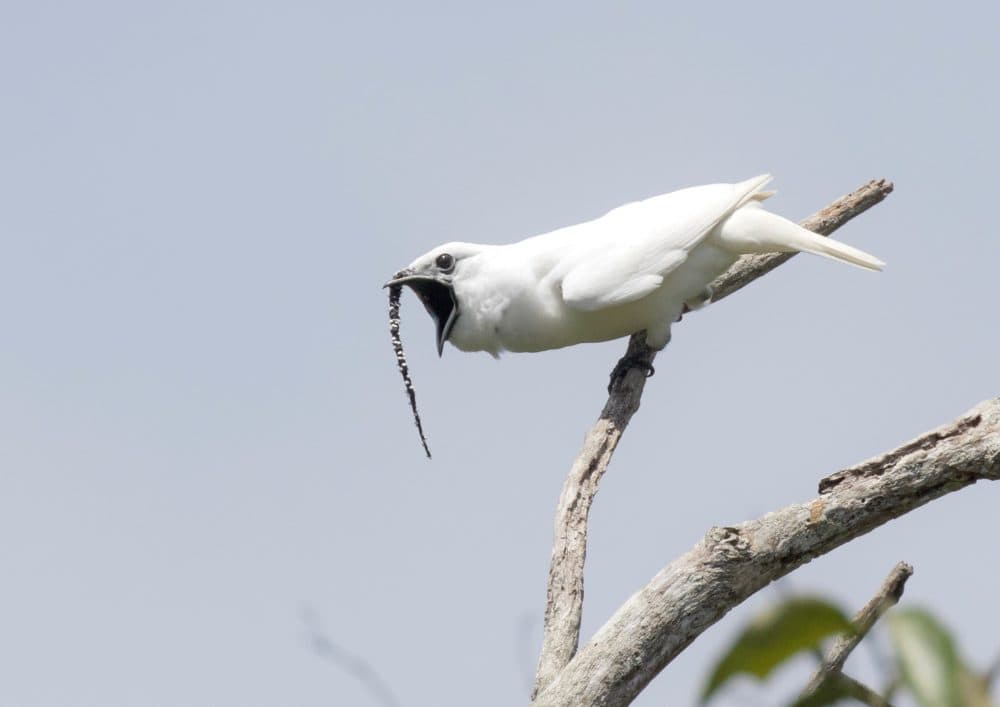 A male white bellbird screams its mating call -- the loudest recorded call in the world. (Courtesy of Anselmo d’Affonseca/Cell Press)