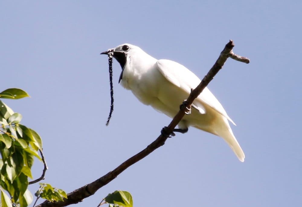 A male white bellbird screams its mating call. The thing on its beak is a wattle. (Courtesy of Anselmo d’Affonseca/Cell Press)