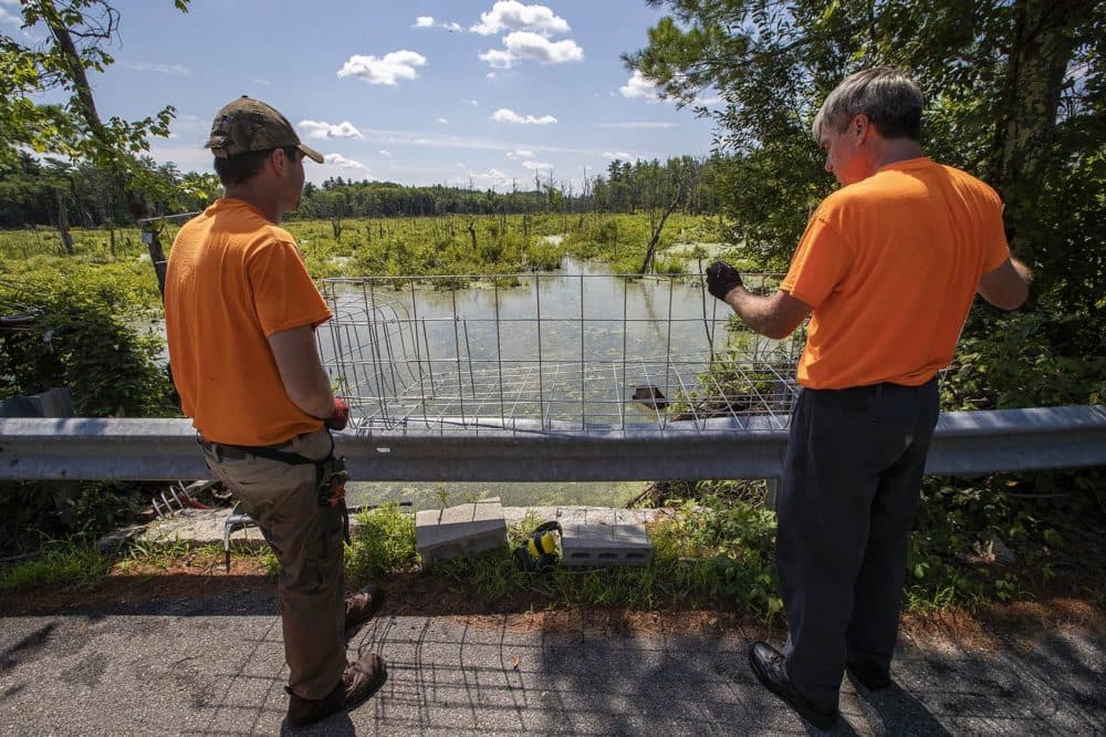 John Egan and Mike Callahan assess whether the fence they've built is the right size for the culvert on Causeway Street in Millis. (Jesse Costa/WBUR)