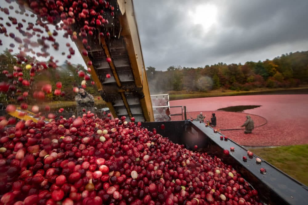 Cranberries drop into a truck from a conveyor belt after the fruit is cleaned. (Jesse Costa/WBUR)