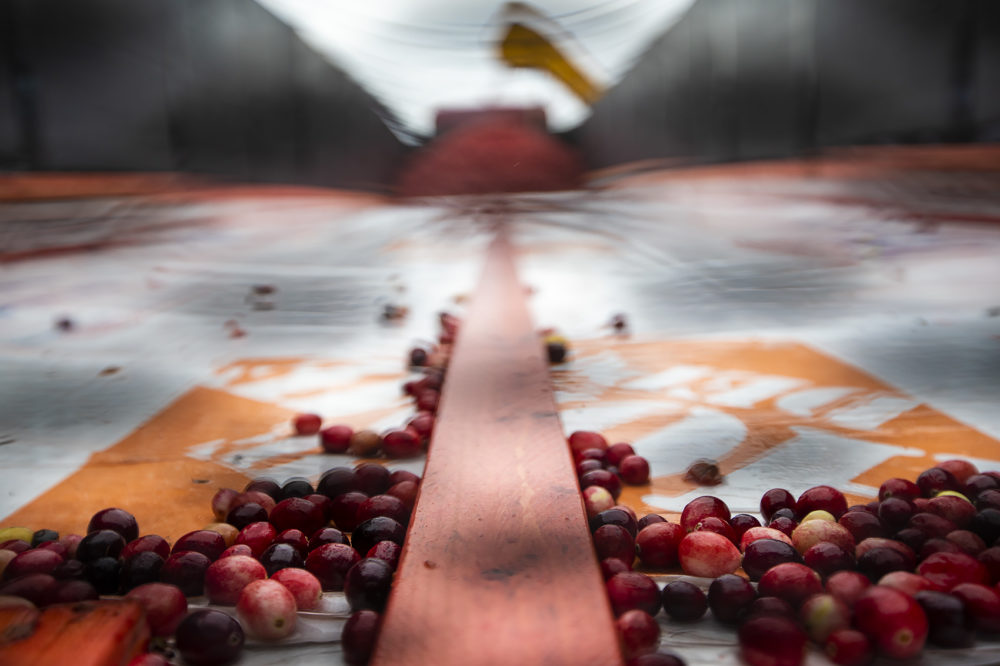 The truck will hold about 600 barrels of cranberries bound for an Ocean Spray processing center. (Jesse Costa/WBUR)