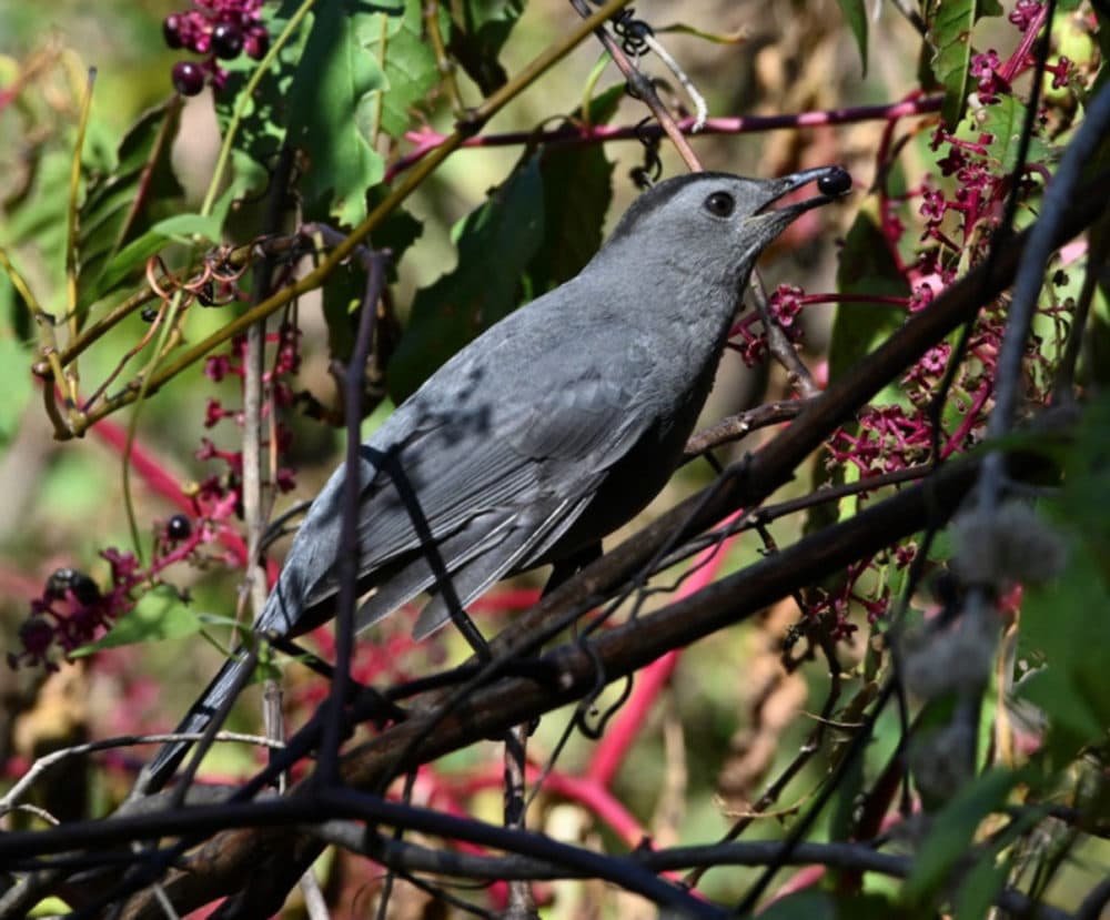 new-england-s-migratory-birds-like-to-eat-local-too-earthwhile