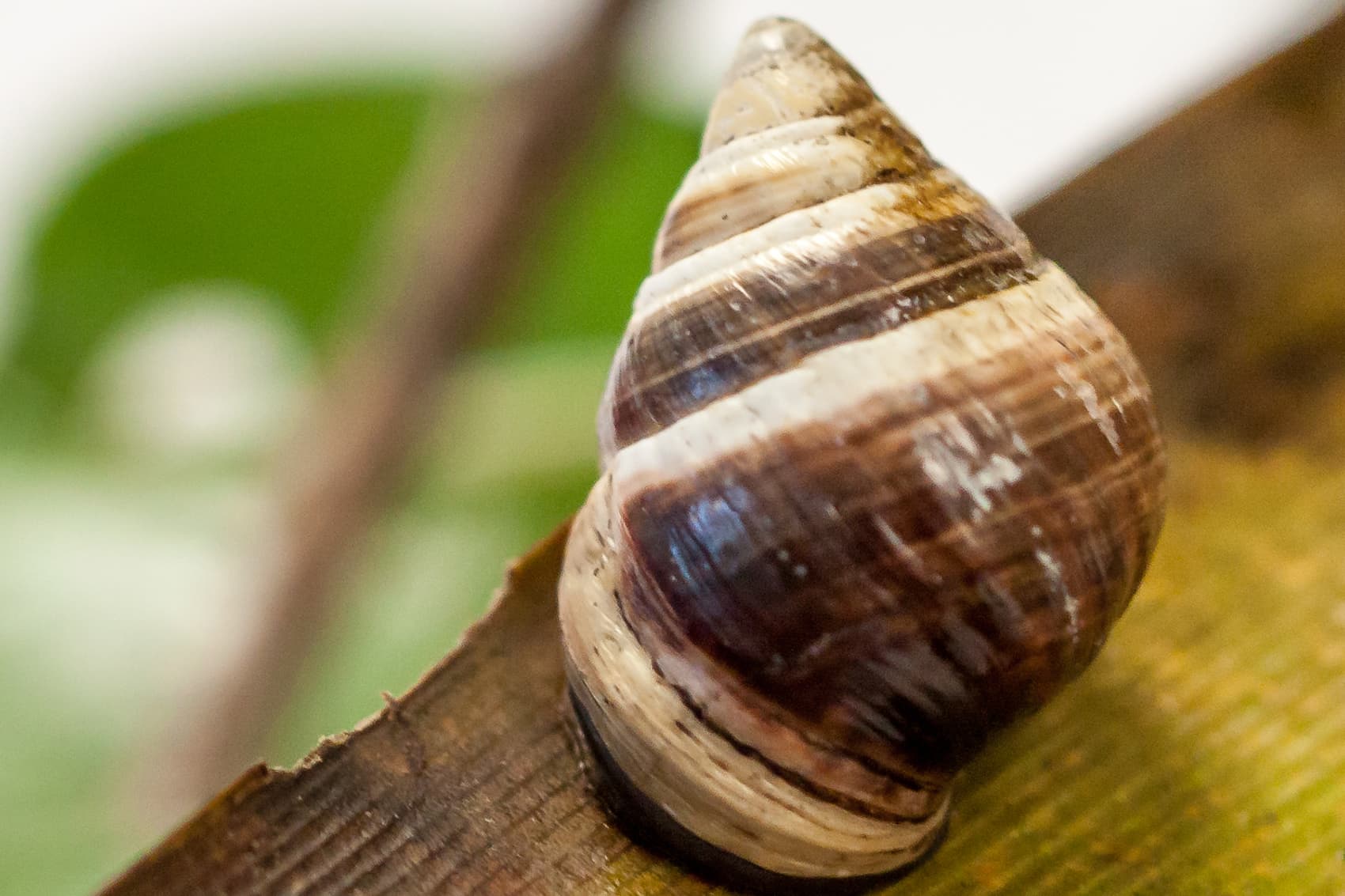Polynesian snails release is biggest ever of 'extinct in the wild' species, Conservation