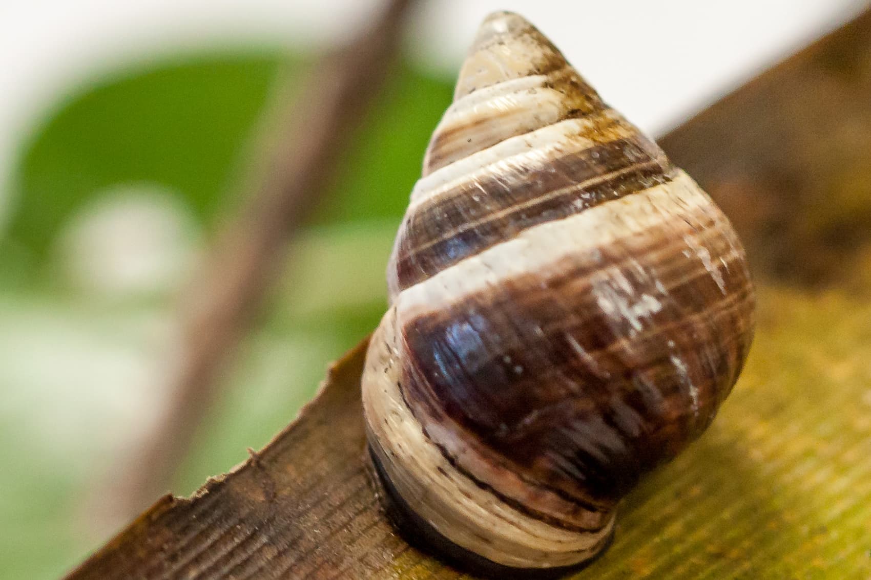 Snail Program Meet The Scientist On A Mission To Save The Snails | NCPR News