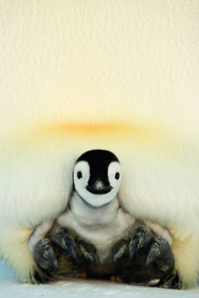 Chick peers out at the icy world. (Lindsay McCrae)