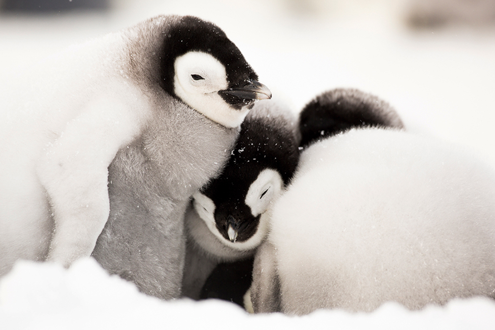 cuddle and kind penguin