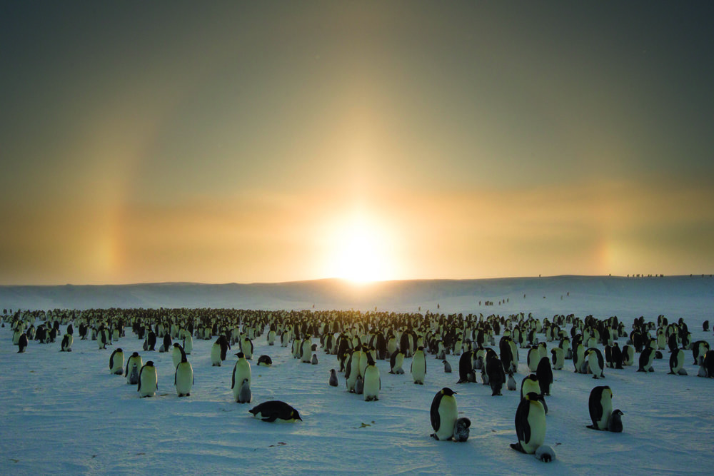 A halo behind the colony. (Lindsay McCrae)