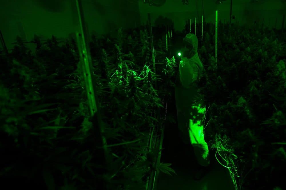 Millen uses a flashlight to inspect plants after the lights go out during the plants light cycle. (Jesse Costa/WBUR)