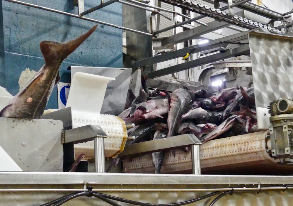 Brim Fisheries. (Karyn Miller-Medzon)