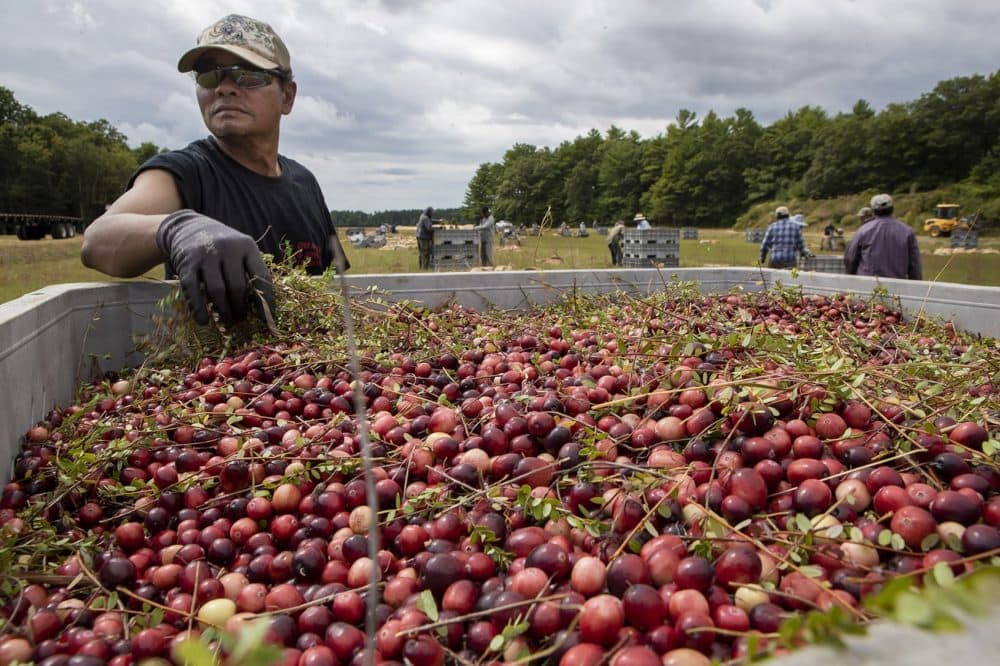 (Jesse Costa/WBUR)