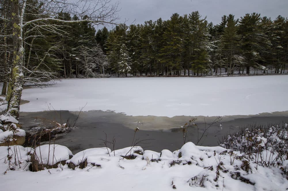 An icy pond in Massachusetts. (Jesse Costa/WBUR)
