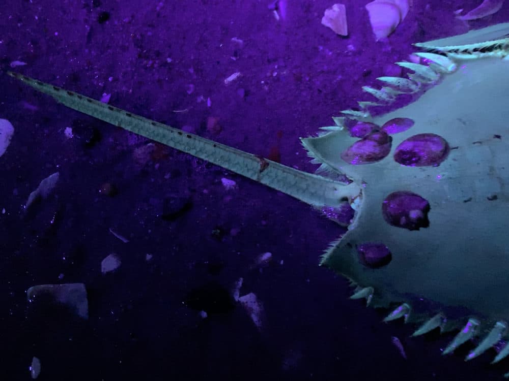Becca Albee, "Untitled," 2019, video still. (Courtesy the artist)