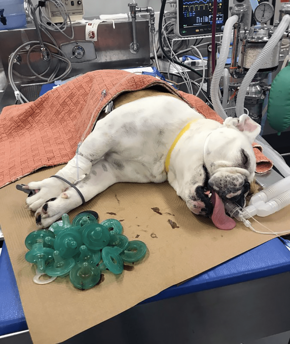 In this Friday, June 7, 2019, photo provided by the MSPCA's Angell Animal Medical Center, a Bulldog named "Mortimer" rests while sedated on an operating room table after 19 pacifiers were removed from his stomach at the MSPCA's Angell Animal Medical Center in Boston. Vets think Mortimer had been taking the pacifiers from his owner's two children over the course of months. The dog has fully recovered, according to a spokesman. (Rob Halpin/MSPCA-Angell via AP)