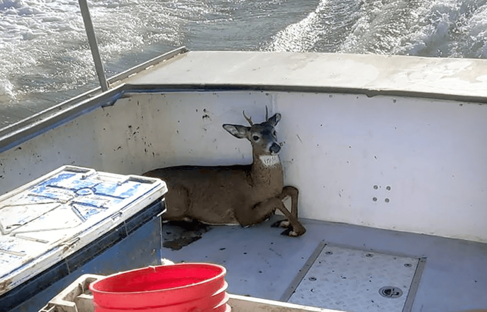 In this Monday, Nov. 4, 2019, photo provided by Jared Thaxter, a deer that was rescued from the ocean five miles off shore from Harrington, Maine, rests in a boat on its way back to shore. Lobsterman Ren Dorr and his crew saw the 100-pound buck bobbing in the water, hauled it aboard and returned to shore where the deer was released in Harrington. (Jared Thaxter via AP)