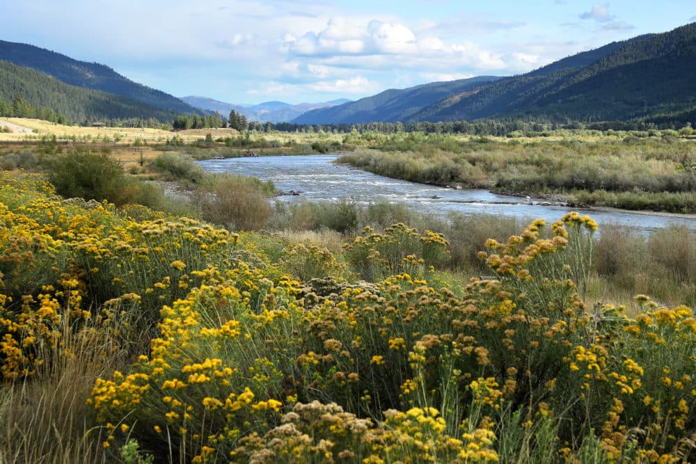 The confluence of the Blackfoot and Clark Fork rivers shines in the afternoon light on Sept. 11, 2019 in Missoula County, Montana. (Chip Somodevilla/Getty Images)