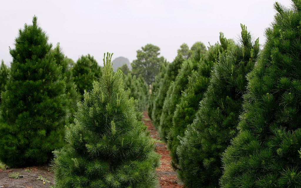 Christmas tree growers are reporting that 2019 has been the best year they've had in decades. (Robert Cianflone/Getty Images)