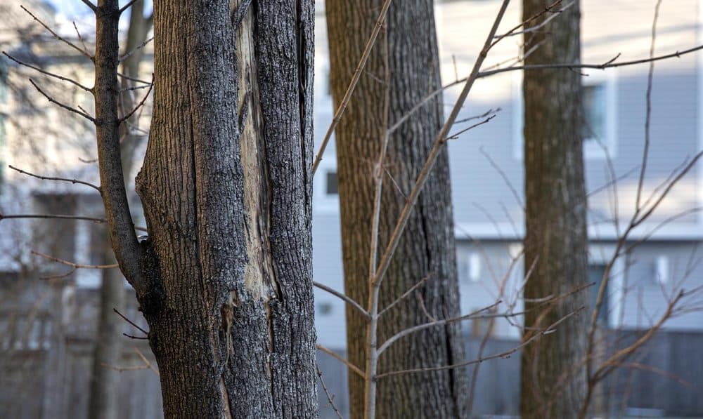Bark is breaking off two trees beside Cohen’s house. (Robin Lubbock/WBUR)