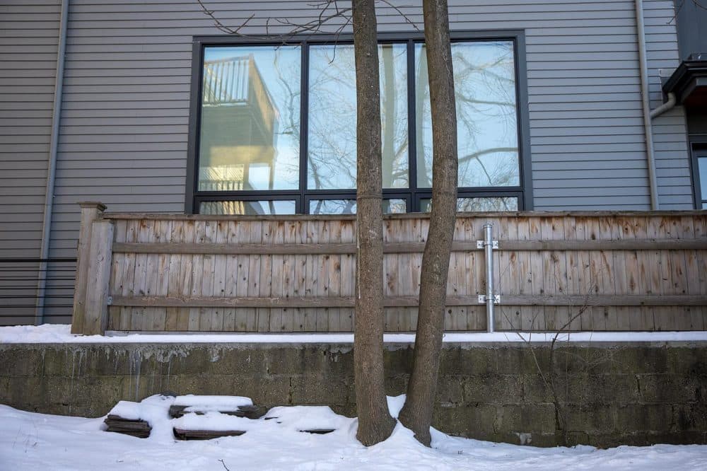 Cohen would like to remove a tree at the edge of his property that and replace it with a row of evergreens. (Robin Lubbock/WBUR)