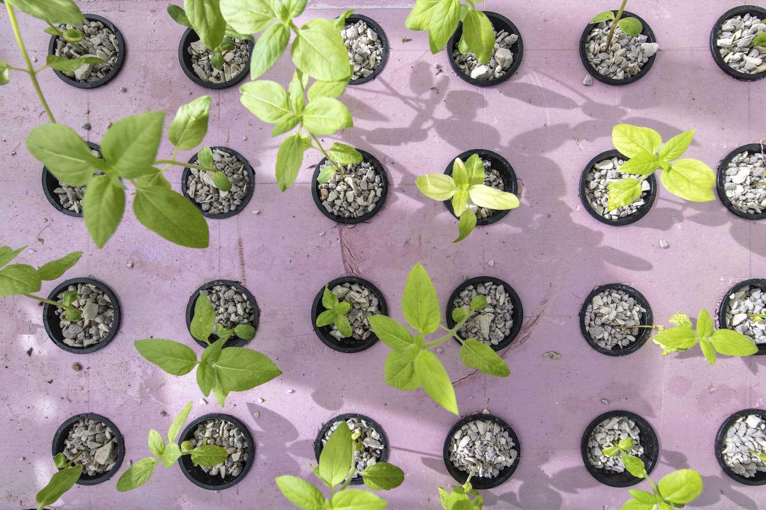 What garden plants grow hydroponic