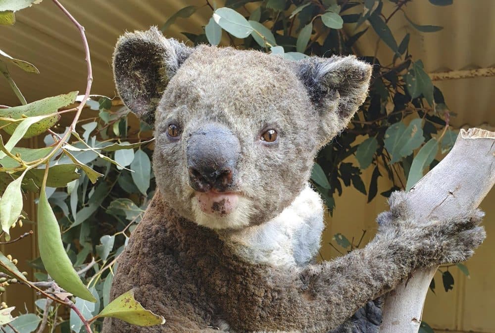 Kangaroo Island, South Australia. (Dana Mitchell/Kangaroo Island Wildlife Park via AP)