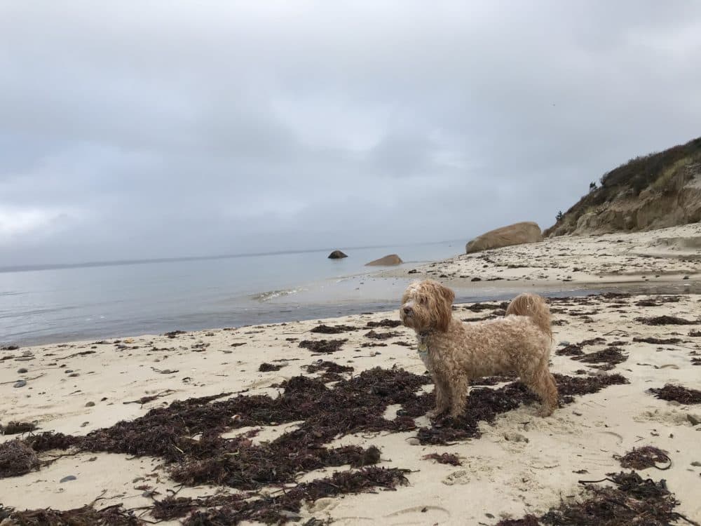 Artichoke, the author's dog. (Courtesy)